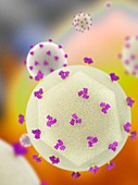 HTLV-1 virus particles, illustration