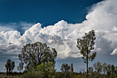 Cumulus congestus and storm clouds behind trees
