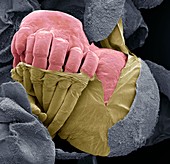 Hatching spiderling, SEM