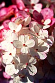 Hydrangea 'Vanille Fraise' flowers