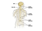 Spinal nerve anatomy, illustration