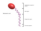 Surfactant protein A, illustration