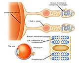 Biochemistry of the retina, illustration