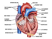 Heart anatomy, illustration