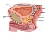 Male urogenital anatomy, illustration