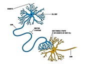 Nerve cell axons and dendrites, illustration