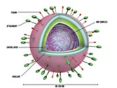 Respiratory syncytial virus particle, illustration