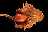Common sorrel (Rumex acetosa) seed