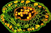 Hazelnut flower, fluorescent light micrograph