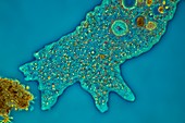 Amoeba proteus, light micrograph