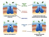 Carrier proteins in cells, illustration