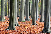 Beech trees (Fagus sylvatica)