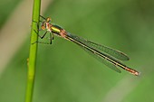 Female emerald damselfly