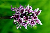 Monkey orchid (Orchis simia) flower