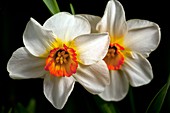 Daffodil (Narcissus 'Sempre Avanti')