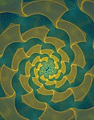 Spiral abstract illustration.