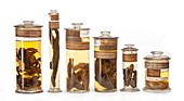 Preserved amphibian specimens
