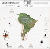 Beetles collected by Darwin