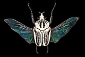 Eastern goliath beetle