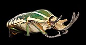 Polyphemus beetle