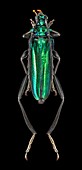Metallic green longhorn beetle