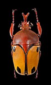 Buffalo fruit beetle
