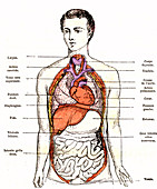 Anatomy of internal body organs, 19th century