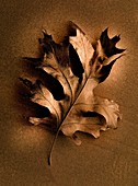 Dried oak leaf