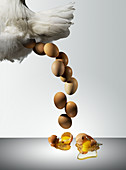 Hen laying fresh eggs, composite image