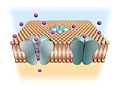 Membrane ion channels, illustration