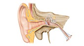 Ear anatomy, illustration