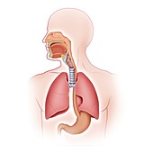 Respiratory anatomy, illustration