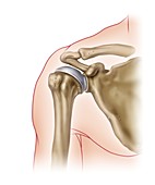 Shoulder joint anatomy, illustration