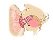 Breastfeeding anatomy, illustration