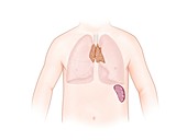 Thymus and spleen anatomy, illustration