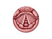 Vocal cords anatomy, illustration