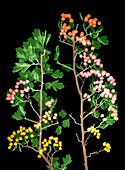 Hawthorn (Crataegus sp.) berries, X-ray