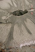 Sand volcano following earthquake