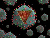 African swine fever virus particles, illustration