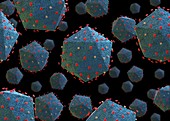 African swine fever virus particles, illustration