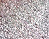 Section through silver fir wood, light micrograph