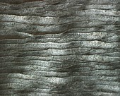 Ivory, light micrograph