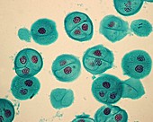 Meiosis in pollen grains, light micrograph