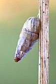 Cochlicopa snail