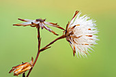 Asteraceae seedhead