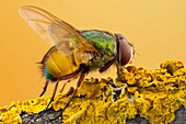 Colourful blow fly