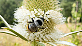 Bombus bee
