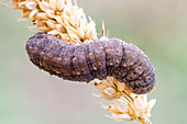 Caterpillar on foxtail grass
