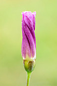 Convolvulaceae wildflower