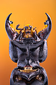 Devil's coach horse beetle